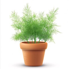 Fototapeta premium PNG illustration of a fragrant dill plant with feathery green leaves in a rustic clay pot on a white background
