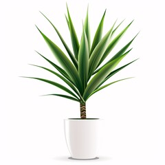 PNG illustration of a tall yucca plant with spiky green leaves in a white planter on a white background
