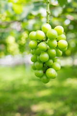 ぶどう畑,収穫前の葡萄