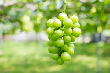 ぶどう畑,収穫前の葡萄