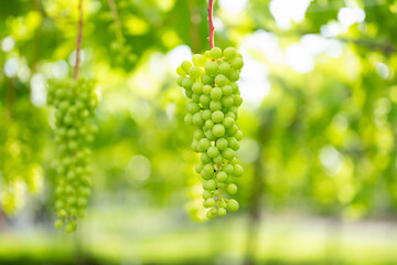 ぶどう畑,栽培途中の葡萄