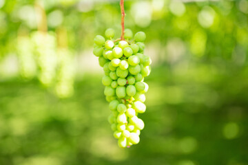 ぶどう畑,栽培途中の葡萄