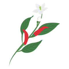 chilli branch drawing with flower  isolated on background