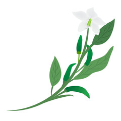 green chilli brunch isolated on background