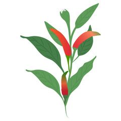 chili or paprika flower brunch isolated on white background