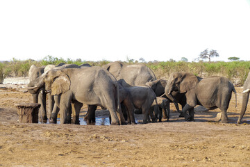 Elefant