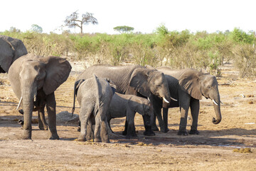 Fototapeta premium Elefant