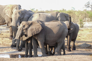 Elefant