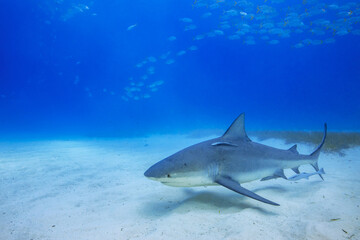 Fototapeta premium Sharks Underwater