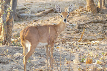 Antilope