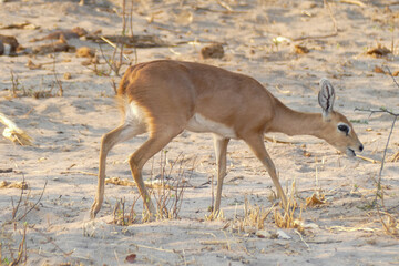 Antilope