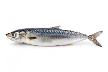 Naklejka premium a single sardine fish isolated on white background