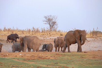 Fototapeta premium Elefant
