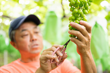 ぶどう畑,摘粒作業をする農家の男性