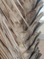 tree, dry leaves, sunlight, tree pattern, shadow