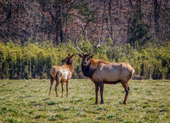 Pair of Elk.
