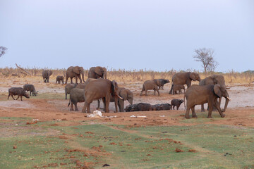 Elefant