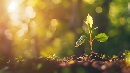 Obraz premium Young Plant Growing in Soil with Morning Sunlight