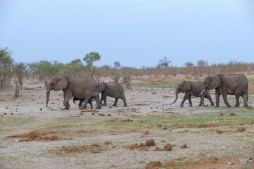Obraz premium Elefant