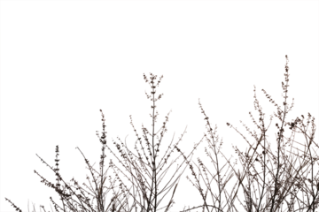 Dry grass field isolated on white background. Save with clipping path.