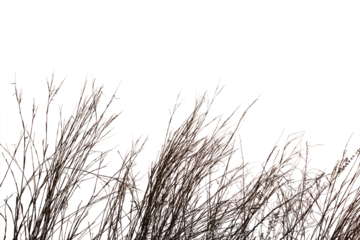 Dry grass field isolated on white background. Save with clipping path.