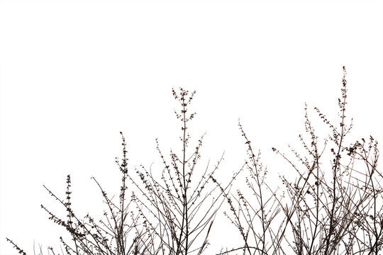 Dry grass field isolated on white background. Save with clipping path.