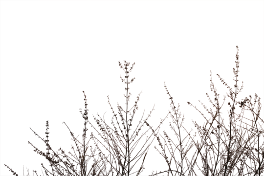 Dry grass field isolated on white background. Save with clipping path.