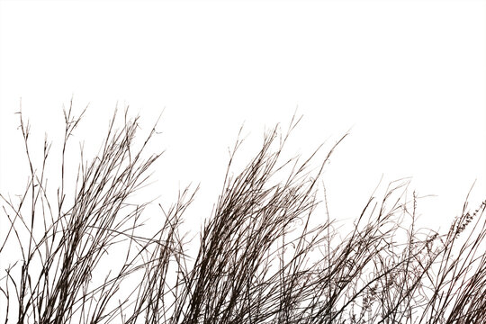 Dry grass field isolated on white background. Save with clipping path.