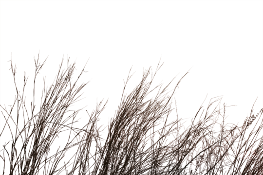 Dry grass field isolated on white background. Save with clipping path.