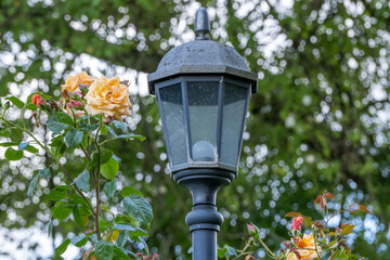 old street lamp surrounded by climbing roses