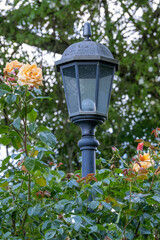 old street lamp surrounded by climbing roses