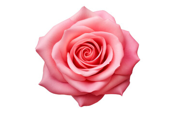 A single pink rose, fully bloomed, isolated on a black background. The petals are soft and delicate.