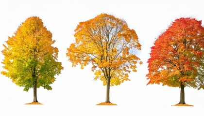 Collection autumn maple leaves isolated on white background