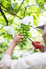 ぶどう畑,摘粒作業をする農家の男性