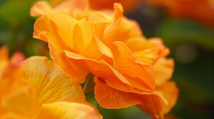 Fototapeta premium orange flower in the garden