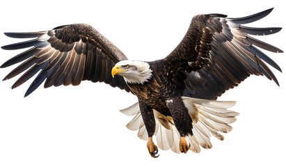 Obraz premium Powerful bird of prey with outstretched wings.