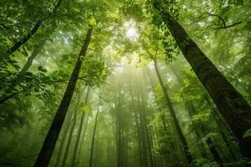 Fototapeta premium Lush green forest enveloped in mist with sunlight streaming through the trees