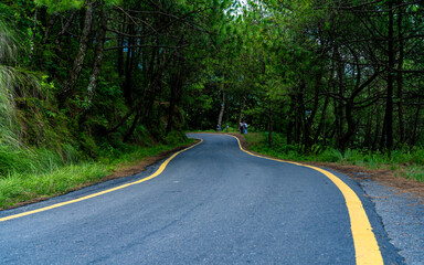 road in the greenery forest.