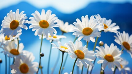 Fototapeta premium Picturesque spring and summer blooming daisy field in the scenic hilly countryside