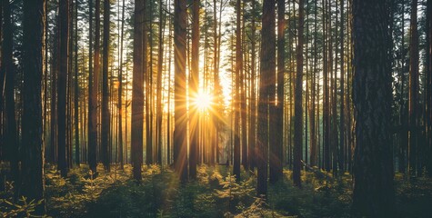 Obraz premium Sunlight Filtering Through Tall Pine Trees at Sunrise in a Forest