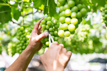 ぶどう畑,摘粒作業をする農家の男性