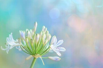 Closeup Agapanthus Flower with Pastel Colored Background