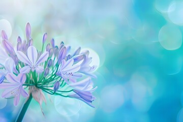Closeup of Agapanthus Flower Against Pastel Background