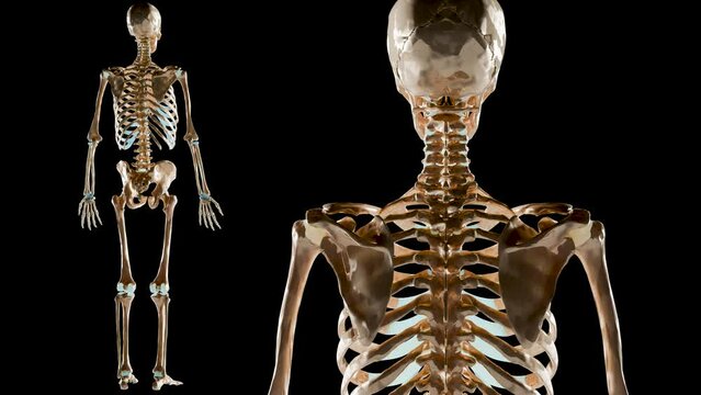 loop animation of human male skeleton rotating on black background, skeletal system, medically accurate, bone structure Skull, spine, rib cage, pelvis, joints, full body anatomy, 3d render
