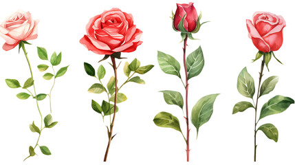 Fototapeta premium Set roses green leaves on transparent background. Hand drawn botanical watercolor painting for decorative invitations, posters, or cards