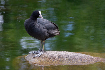 Blässhuhn