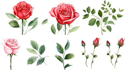 Fototapeta premium Set roses green leaves on transparent background. Hand drawn botanical watercolor painting for decorative invitations, posters, or cards