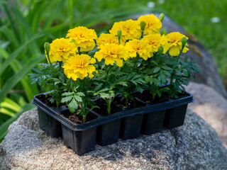Tagete patula seedlings. Yellow marigold flowers in plastic pots. Flower seedlings in a container ready for planting. Flower plants bought in the store