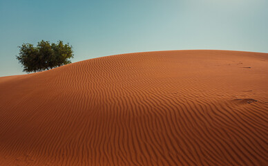 sand dunes in the desert