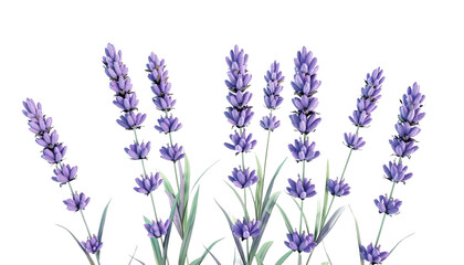 Naklejka premium Elegant lavender flowers with soft purple petals and green stems. Perfect for nature, floral, and botanical themed designs.